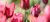 Cuadro de Flores con Tulipanes rojos
