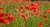 Cuadro de paisaje floral con amapolas