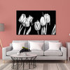 Tulipanes Black and White Flowers