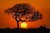 African sunset landscape Painting