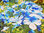 Cuadro de flores campestres en azul y verde