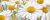 Cuadro de flores margaritas color mostaza