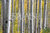 Cuadro de troncos de Arboles en amarillo