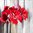 Cuadro Flor de geranio rojo sobre gris