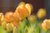 Cuadro de flores Tulipanes al amanecer