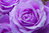 Flower Painting Violet Splendor
