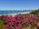 Cuadro de paisaje de Playa con flores