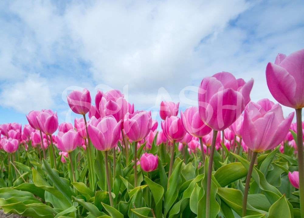 Cuadro flores con tulipanes rosas|Cuadros Splash