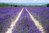 Landscape Painting with lavender field