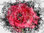 Cuadro flor rosa roja