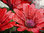 Cuadro de flores margaritas rojo