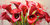 Cuadro de flores con calas en rojo