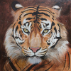cuadros_modernos_de_animales_pintados_e_impresos cabeza de tigre colorida