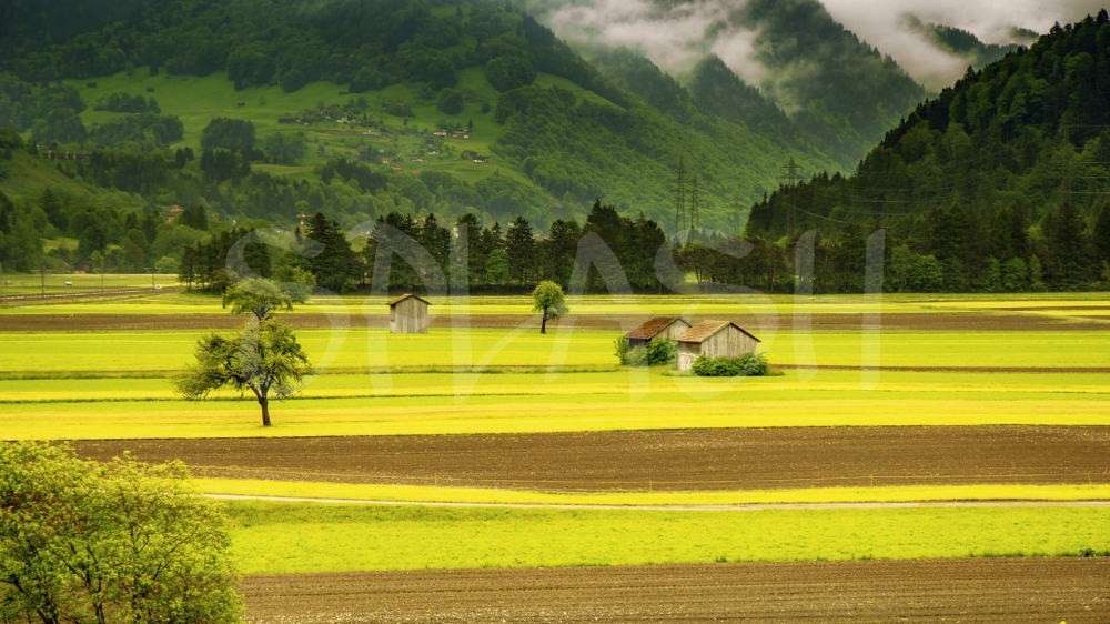 Cuadro de paisaje verde y amarillo