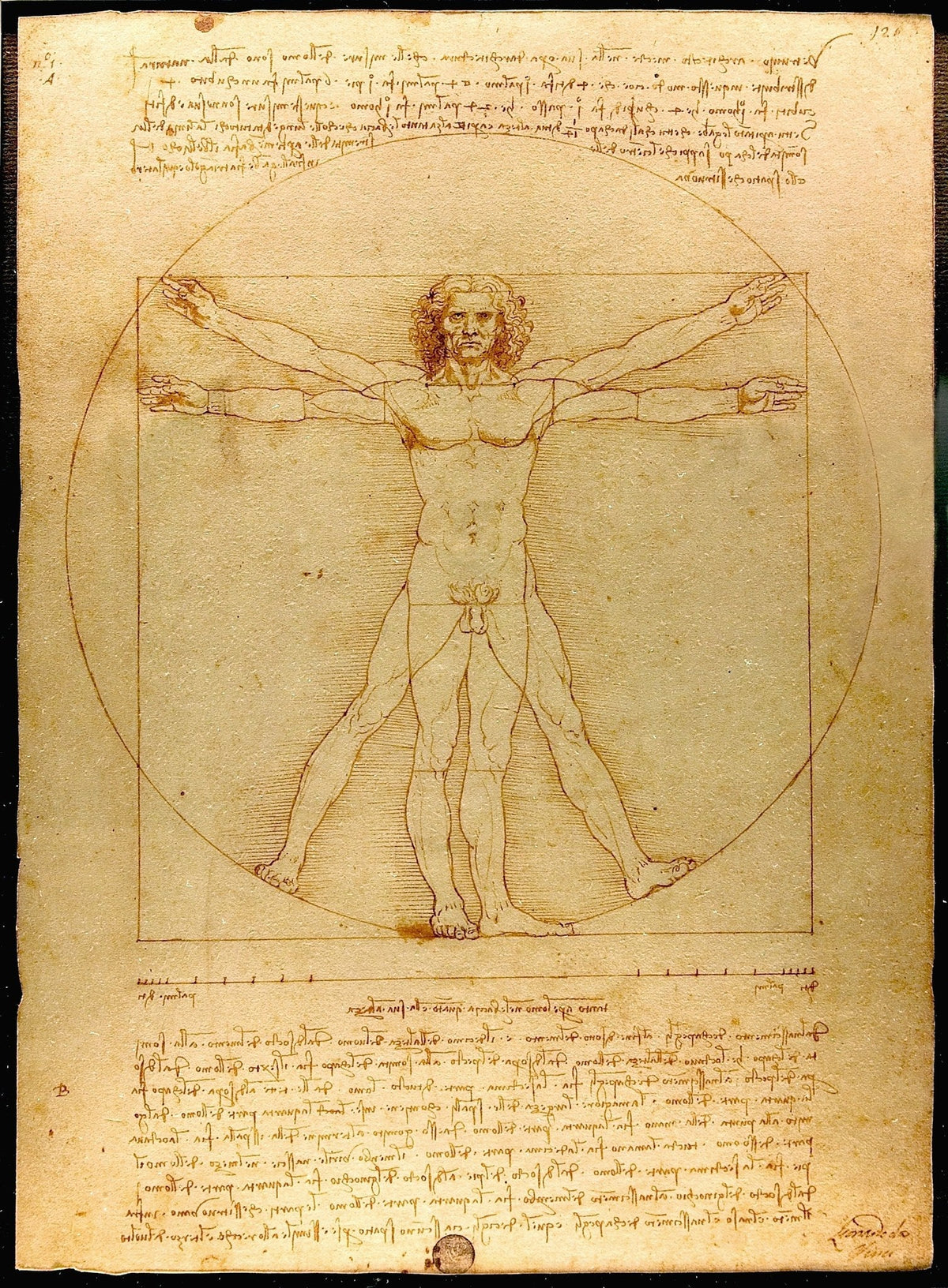 Cuadro hombre de Vitruvio de Leonardo - la obra