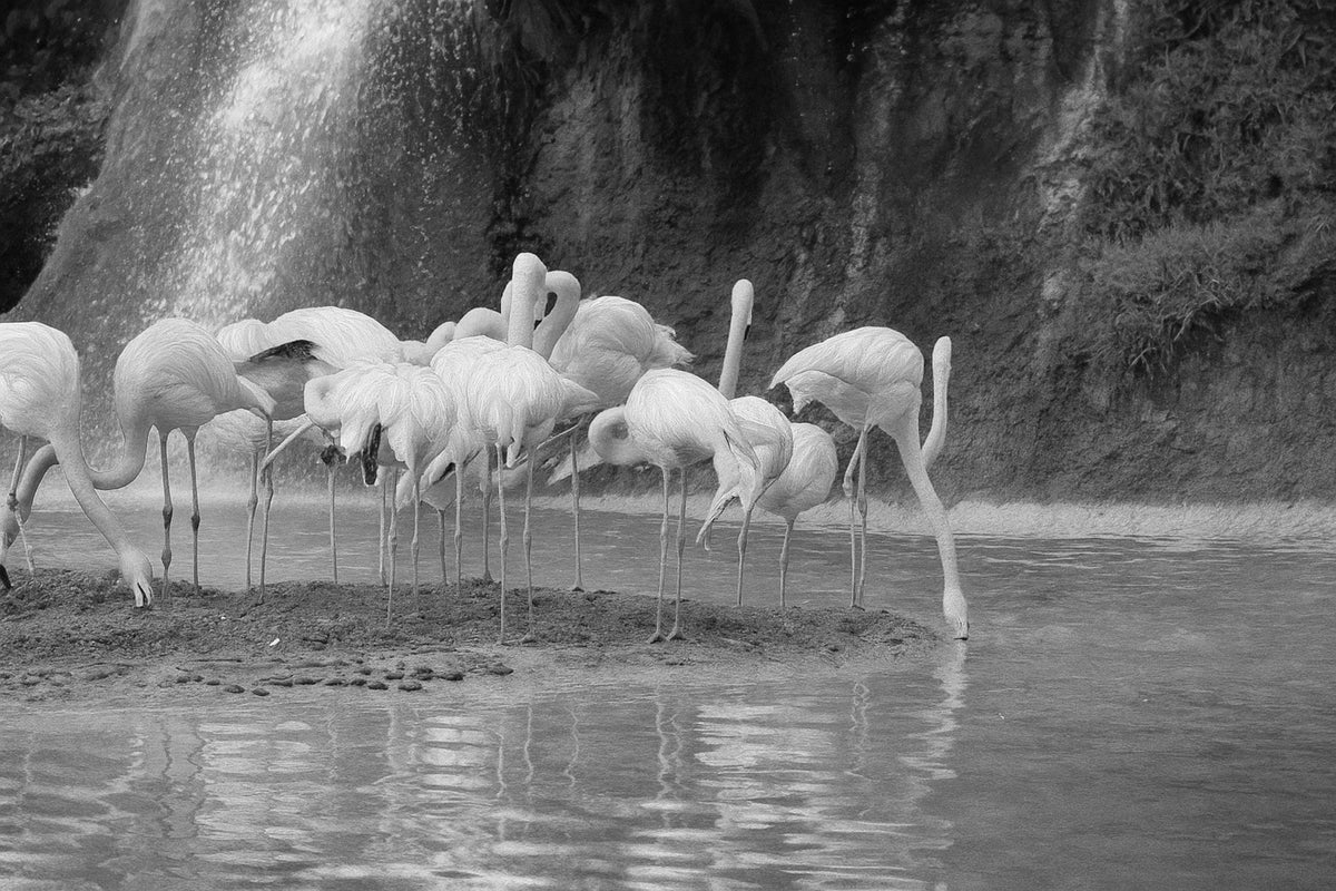 Flamencos en blanco y negro con paisaje - la obra